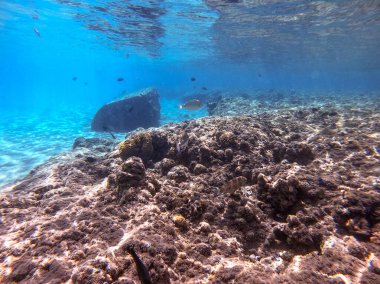 Sualtı panoramik mercan resifleri tropikal balıklar, deniz yosunları ve Mısır 'daki mercanlar. Acropora gemmifera ve Hood mercanı ya da Pürüzsüz karnabahar mercanı (Stylophora pistillata), Lobophyllia hemprichii, Acropora hemprichii veya Pristine Stag