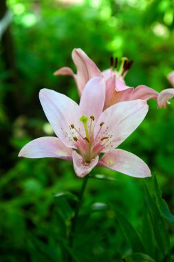 Close up view of pink stargazer Lilies and green foliage. Full blooming of Pink Asiatic lily flower. Summer flower