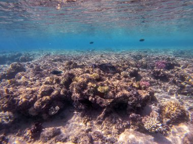 Mercan resifinde renkli tropikal balık Sohal Cerrah Balığı (Acanthurus Sohal) su altında tang. Mercanlar ve tropikal balıklarla dolu su altı yaşamı. Kızıl Deniz 'deki Mercan Resifi, Mısır