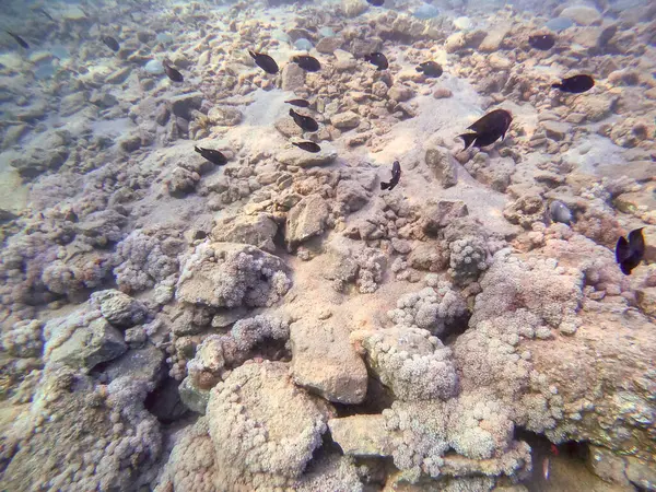 Sualtı panoramik mercan resifleri tropikal balıklar, deniz yosunları ve Mısır 'daki mercanlar. Acropora gemmifera ve Hood mercanı ya da Pürüzsüz karnabahar mercanı (Stylophora pistillata), Lobophyllia hemprichii, Acropora hemprichii veya Pristine Stag