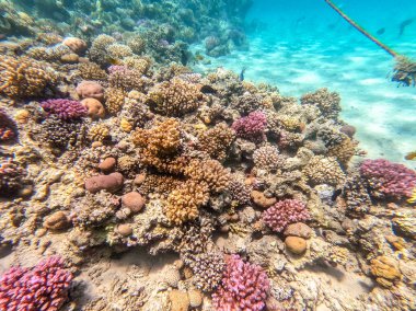 Sualtı panoramik mercan resifleri tropikal balıklar, deniz yosunları ve Mısır 'daki mercanlar. Acropora gemmifera ve Hood mercanı ya da Pürüzsüz karnabahar mercanı (Stylophora pistillata), Lobophyllia hemprichii, Acropora hemprichii veya Pristine Stag