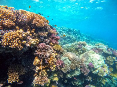Sualtı panoramik mercan resifleri tropikal balıklar, deniz yosunları ve Mısır 'daki mercanlar. Acropora gemmifera ve Hood mercanı ya da Pürüzsüz karnabahar mercanı (Stylophora pistillata), Lobophyllia hemprichii, Acropora hemprichii veya Pristine Stag