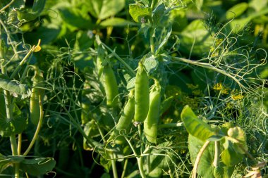Bahçedeki bezelye bitkisinin üzerindeki parlak yeşil bezelye kabukları. Bezelye yetiştiriyorum. Sebze bahçesinde çiçek ve kabuklu taze bezelyelerin yakın görüntüsü.