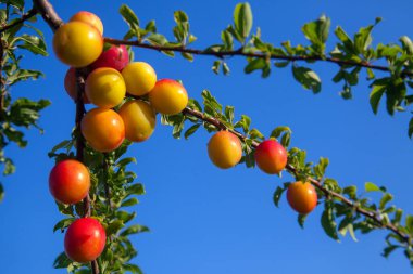 Mirabelle eriği (ayrıca Mirabelle eriği veya kiraz eriği olarak da bilinir), erik ağacından oluşan bir erik grubudur. Olgun kırmızı kiraz eriği meyveli dallar. Meyve bahçesinde yetişen kiraz ağacı