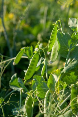 Bahçedeki bezelye bitkisinin üzerindeki parlak yeşil bezelye kabukları. Bezelye yetiştiriyorum. Sebze bahçesinde çiçek ve kabuklu taze bezelyelerin yakın görüntüsü.