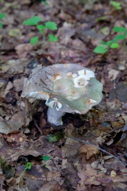 Russula virescens, Russula cinsinin yeşil çatlayan russula, örülmüş yeşil russula veya yeşil brittlegill olarak bilinen bir mantar türüdür. Yeşil ya da gri başlıklı mantarlar ve düşmüş ağaçların arasında büyüyen beyaz saplar. 
