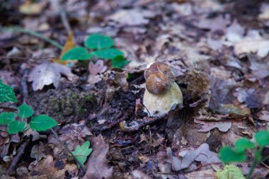 Boletus edulis mantarı (seps, penny bun, porcino veya kral bolete, genellikle Porcini mantarı olarak bilinir) sonbahar mevsiminde yosun ve düşen yapraklar arasında orman toprağında yetişir.