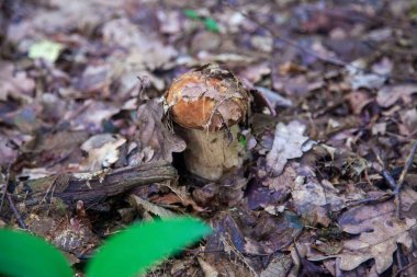 Boletus edulis mantarı (seps, penny bun, porcino veya kral bolete, genellikle Porcini mantarı olarak bilinir) sonbahar mevsiminde yosun ve düşen yapraklar arasında orman toprağında yetişir.