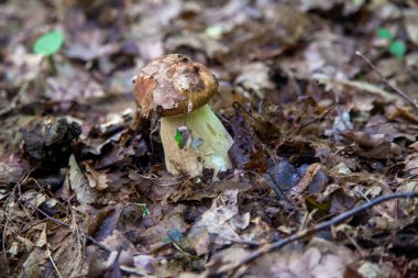 Boletus edulis mantarı (seps, penny bun, porcino veya kral bolete, genellikle Porcini mantarı olarak bilinir) sonbahar mevsiminde yosun ve düşen yapraklar arasında orman toprağında yetişir.