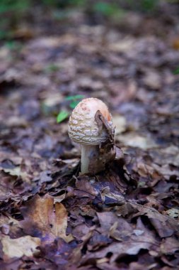 Yenilebilir mantar Amanita rubescens genellikle kızaran manita olarak bilinir. Sonbahar ormanlarında düşen yaprakların arasında yetişen yabani mantar.