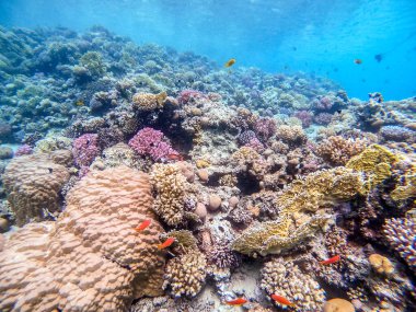 Sualtı panoramik mercan resifinin Lyretail anthias sürüsü (Pseudanthias squamipinnis) ve diğer tropikal balık türleri, deniz yosunları ve mercanlar ile Kızıl Deniz, Mısır. Acropora gemmifera ve Hood mercanı veya Pürüzsüz karnabahar mercanı (Stylophora 