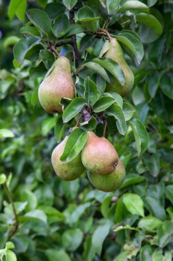 Olgun armut ağacı dalı. Bahçedeki organik armut. Görünümü armut kadar yakın büyümeye armut ağacı dalı yaprakları altında güneş ışığı ile. Armut tarih seçici odak
