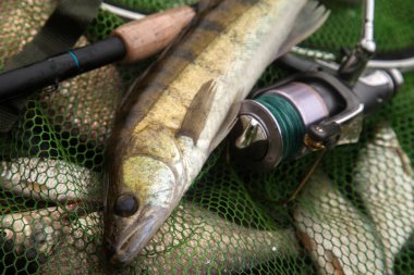 Tatlı su zander balığı, Sander lucioperca olarak bilinir. Yeşil balıkçı ağıyla sudan yeni alındı. Balıkçılık konsepti, iyi av - büyük tatlı su zander balığı ve olta oltası ile balıkçılık ile birlikte bobin tutucu.