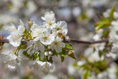 Bahar zamanı meyve bahçesi. Tatlı kiraz ağacının beyaz çiçeğinin üzerindeki bal arısının yakın görüntüsü. Tatlı bal yapmak için bal arısı polen ve nektar topluyor. Küçük yeşil yapraklar ve tatlı kiraz ağaçlarının beyaz çiçekleri baharda bahçede çiçek açar..