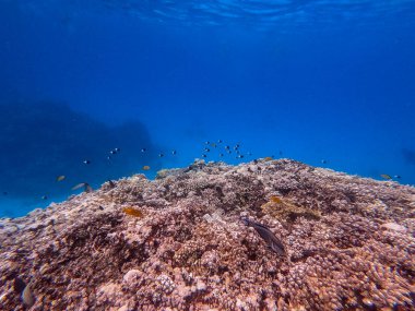 Sualtı panoramik mercan resifleri tropikal balıklar, deniz yosunları ve Mısır 'daki mercanlar. Acropora gemmifera ve Hood mercanı ya da Pürüzsüz karnabahar mercanı (Stylophora pistillata), Lobophyllia hemprichii, Acropora hemprichii veya Pristine Stag