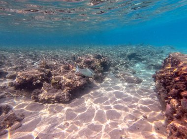 Mercan resifinde su altında Whitemargin Tekboynuz Balığı olarak bilinen tropikal Naso annulatus balığı. Mercanlar ve tropikal balıklarla dolu su altı yaşamı. Kızıl Deniz 'deki Mercan Resifi, Mısır