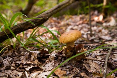 Boletus edulis (cep, porcino veya kral bolete, genellikle Porcini mantarı olarak bilinir), sonbahar mevsiminde orman zemininde yosun, yeşil çimen ve düşen yapraklar arasında yetişir.