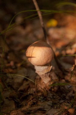 Sonbahar ormanlarında düşen yapraklar, çimenler ve yosunlar arasında büyüyen yenilebilir orman mantarı kahverengi kapak boletus 'un yakın görüntüsü. Yenebilir orman mantarları..