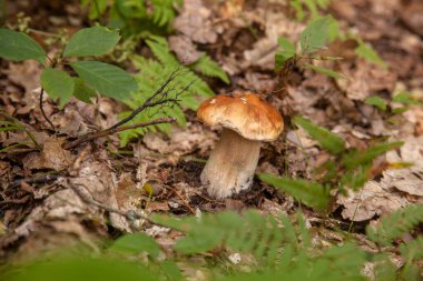 Boletus edulis (cep, porcino veya kral bolete, genellikle Porcini mantarı olarak bilinir), sonbahar mevsiminde orman zemininde yosun, yeşil çimen ve düşen yapraklar arasında yetişir.