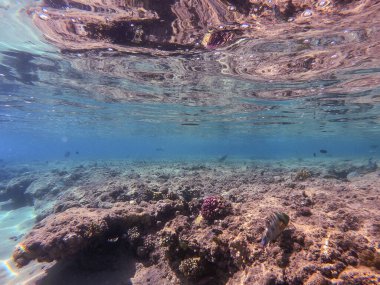 Mercan resifinde su altında Cheilinus lunulatus olarak bilinen tropikal büyük süpürge kuyruğu buğusuna yakından bakın. Mercanlar ve tropikal balıklarla dolu su altı yaşamı. Kızıl Deniz 'deki Mercan Resifi, Mısır