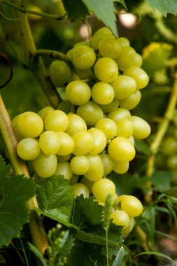Üzüm bağında asılmış bir demet yeşil üzüm. Bahçede asılı bir demet yeşil üzümün yakın görüntüsü