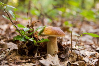 Boletus edulis (cep, porcino veya kral bolete, genellikle Porcini mantarı olarak bilinir) sonbahar mevsiminde orman zemininde yosun ve kuru yapraklar arasında yetişir.