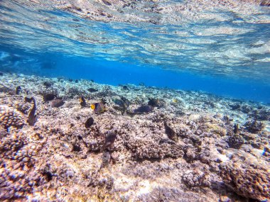 Balıkların farklı türleri - yelken tang veya Desjardin 'in yelken yüzgeci tang, Hipposcarus longiceps veya Uzun Burunlu Parrotfish, Rhinecanthus suikast balığı veya Picasso tetikleyici, Birdmouth wrasse, Klunzinger' s wrasse ve diğer tropikal balıklar