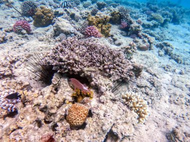 Mercan resifinde su altında Sargocentron diadema olarak bilinen taç sincap balığı. Mercanlar ve tropikal balıklarla dolu su altı yaşamı. Kızıl Deniz 'deki Mercan Resifi, Mısır