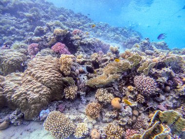 Sualtı panoramik mercan resifleri tropikal balıklar, deniz yosunları ve Mısır 'daki mercanlar. Acropora gemmifera ve Hood mercanı ya da Pürüzsüz karnabahar mercanı (Stylophora pistillata), Lobophyllia hemprichii, Acropora hemprichii veya Pristine Stag