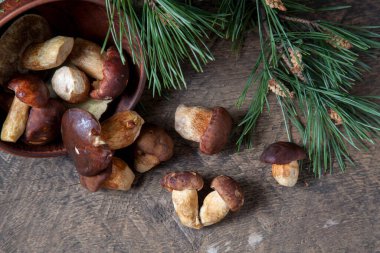 Sonbahar kompozisyonu boletus badius, imleria badia ya da bay bolete, mantarlı kil kasesi eski ahşap arka planda çam ağacının yeşil dalı. Yenilebilir ve gözenekli mantarların kadife rengi kahverengi veya kestane rengi başlıkları vardır.