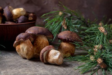 Sonbahar kompozisyonu boletus badius, imleria badia ya da bay bolete ve mantarlı kil kasesi eski ahşap arka planda yeşil çam ağacı dalı ile. Yenilebilir ve gözenekli mantarların kadife rengi kahverengi veya kestane rengi başlıkları vardır.