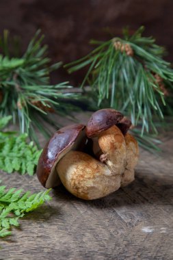 Küçük aile boletus badius, imleria badia ya da bay bolete 'nin sonbahar kompozisyonu eğreltiotu yeşili yaprak ve arkasında çam ağacı dalıyla klasik ahşap arka planda. Yenilebilir ve gözenekli mantarların kadife rengi kahverengi veya kestane rengi başlıkları vardır.