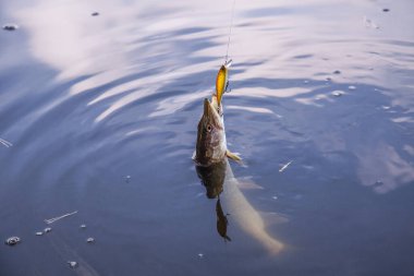 Tatlı su Kuzey pike balık yem içinde ağız Lirası su ile Esox Lucius biliyor yakaladın. Kavram balıkçılık, iyi catch - ağız büyük pike akan suyun içinde damla ile açın