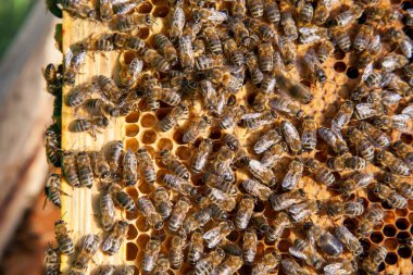 Arı kovanının çerçeveleri. Yavruları için açık ve kapalı hücrelerle kovanın içindeki meşgul arılar. O genç arıların doğumu. Bazı hayvanlar ve petek yapısını gösteren yakın