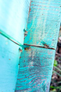 Arı kovanının çerçeveleri. Apiary'deki eski arı kovanının girişinde bir sürü arı var. Meşgul arılar, dokulu eski kalas üzerinde çalışan arıların yakından görünümü