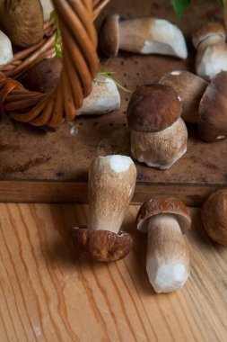 Yenebilir orman mantarları. Toplanan yabani Porcini mantarları (cep, porcino veya kral bolete, genellikle boletus edulis olarak adlandırılır) arasından güzel porcini mantarları, mantarlı sepet ve yabani üzüm yaprakları arasında seçici bir odak noktası