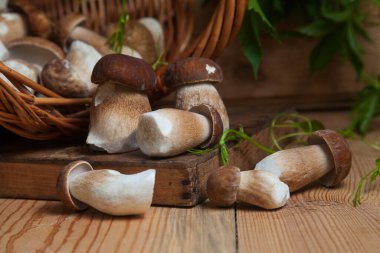 Yenebilir orman mantarları. Toplanan yabani porcini mantar yığını (sepet, porcino veya kral bolete, genellikle boletus edulis olarak bilinir), mantarlı hasır sepeti ve sonbahar mevsiminde ahşap arka planda yeşil üzüm yaprakları.