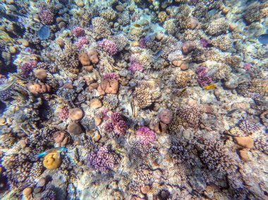 Sualtı panoramik mercan resifleri tropikal balıklar, deniz yosunları ve Mısır 'daki mercanlar. Acropora gemmifera ve Hood mercanı ya da Pürüzsüz karnabahar mercanı (Stylophora pistillata), Lobophyllia hemprichii, Acropora hemprichii veya Pristine Stag