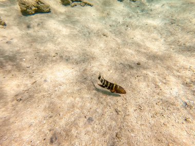 Mercan resifinde su altında Cheilinus lunulatus olarak bilinen tropikal büyük süpürge kuyruğu buğusuna yakından bakın. Mercanlar ve tropikal balıklarla dolu su altı yaşamı. Kızıl Deniz 'deki Mercan Resifi, Mısır
