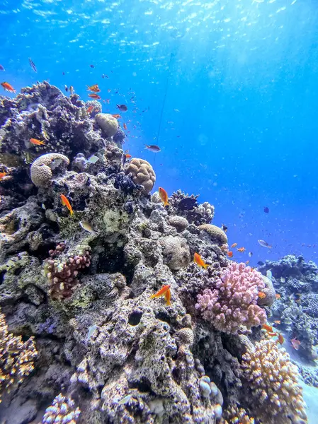Underwater panoramic view of coral reef with shoal of Lyretail anthias (Pseudanthias squamipinnis) and other kinds of tropical fish, seaweeds and corals at the Red Sea, Egypt. Acropora gemmifera and Hood coral or Smooth cauliflower coral (Stylophora