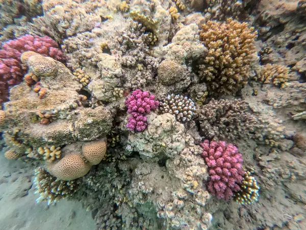 Underwater panoramic view of coral reef with tropical fish, seaweeds and corals at the Red Sea, Egypt. Stylophora pistillata, Lobophyllia hemprichii, Acropora hemprichii, Favia favus and others