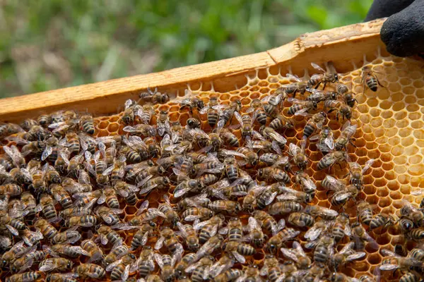 ミツバチのフレーム ハニカム上の作業ミツバチのクローズアップビュー ミツバチは いくつかの動物とハニカム構造を示すクローズアップ ロイヤリティフリーのストック写真