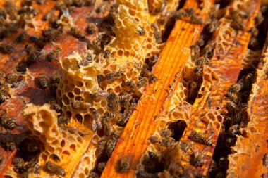 Arı kovanının çerçeveleri. Bal arılarının oluşturduğu çerçeveleri gösteren açılan kovan gövdesinin yakından görünümü