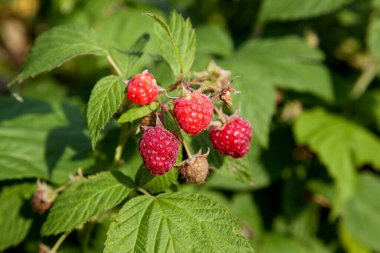 Bir sürü kırmızı olgun ahududu bir Bush. Taze organik çilek ahududu kamışı üzerinde yeşil yaprakları ile kapatın. Yaz Bahçe köyünde. Çilek hasat çiftliğinde büyüyen