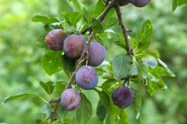 Hasat edilmeye hazır bir ağaç dalından sarkan olgun erikler. Meyve bahçesindeki ağaç dalında olgun erikler. Meyve bahçesinde erik ağacı dalı üzerinde yeşil yaprakları ile taze organik meyve görünümü