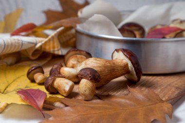 Imleria Badia ya da Boletus badius mantarlarının sonbahar kompozisyonu. Genellikle körfez boleti olarak bilinir. Mantarlar ahşap kesme tahtasında kurutulmaya hazır, canlı sonbahar yapraklarıyla. Yenilebilir ve gözenekli mantarların kadife gibi koyu 