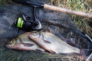 Balık tutmak - bronz çipura ya da sazan çipli (Abramis brama) olarak bilinen iki büyük tatlı su balığı ve balık oltası.