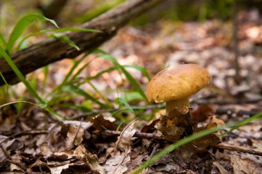 Boletus edulis (cep, porcino veya kral bolete, genellikle Porcini mantarı olarak bilinir), sonbahar mevsiminde orman zemininde yosun, yeşil çimen ve düşen yapraklar arasında yetişir.