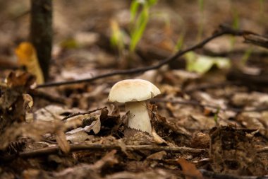 Boletus edulis (cep, porcino veya kral bolete, genellikle Porcini mantarı olarak bilinir) sonbahar mevsiminde orman zemininde yosun ve kuru yapraklar arasında yetişir.