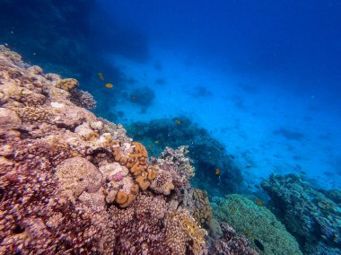 Underwater panoramic view of coral reef with tropical fish, seaweeds and corals at the Red Sea, Egypt. Acropora gemmifera and Hood coral or Smooth cauliflower coral (Stylophora pistillata), Lobophyllia hemprichii, Acropora hemprichii or Pristine Stag clipart